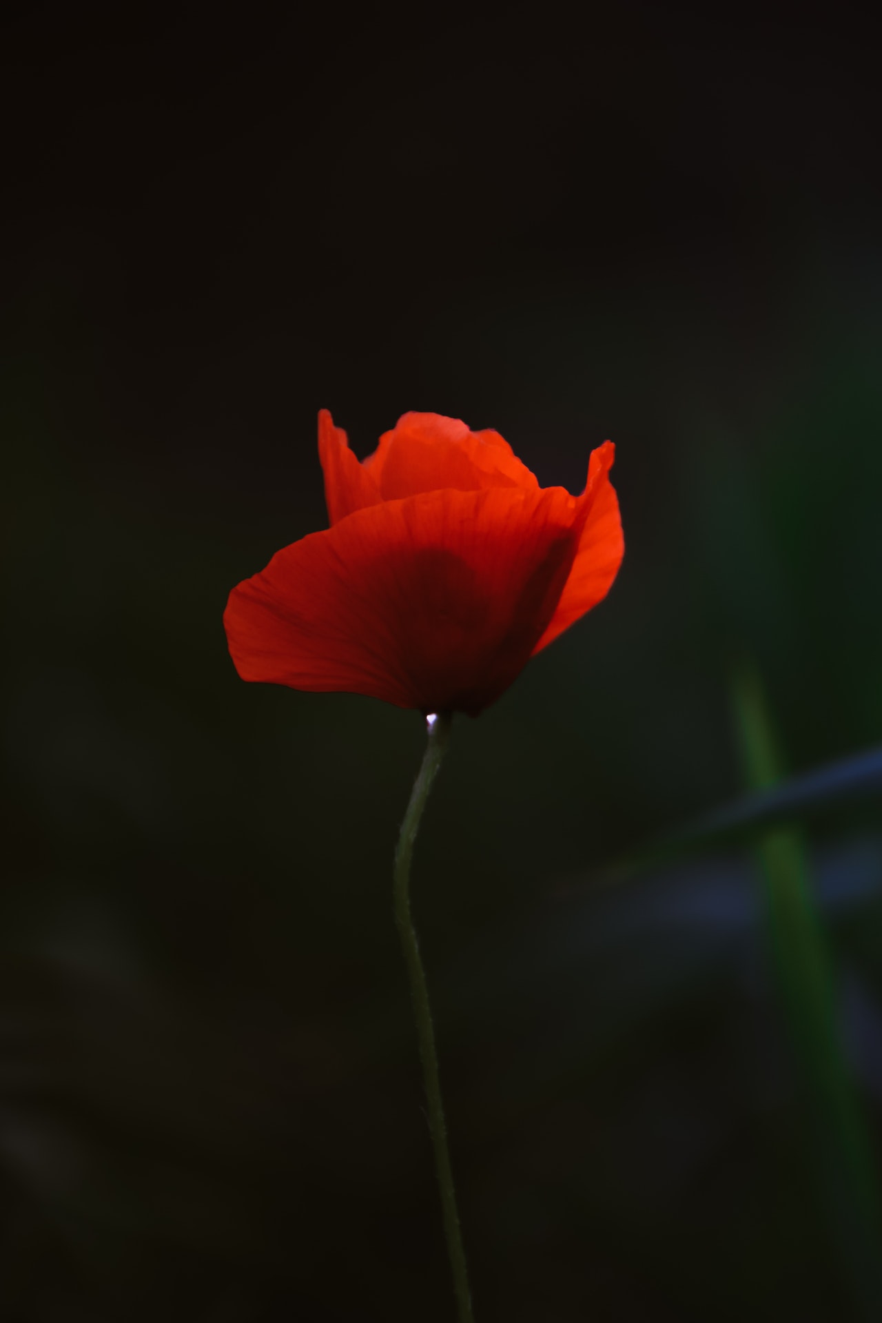 Red Poppy Flower